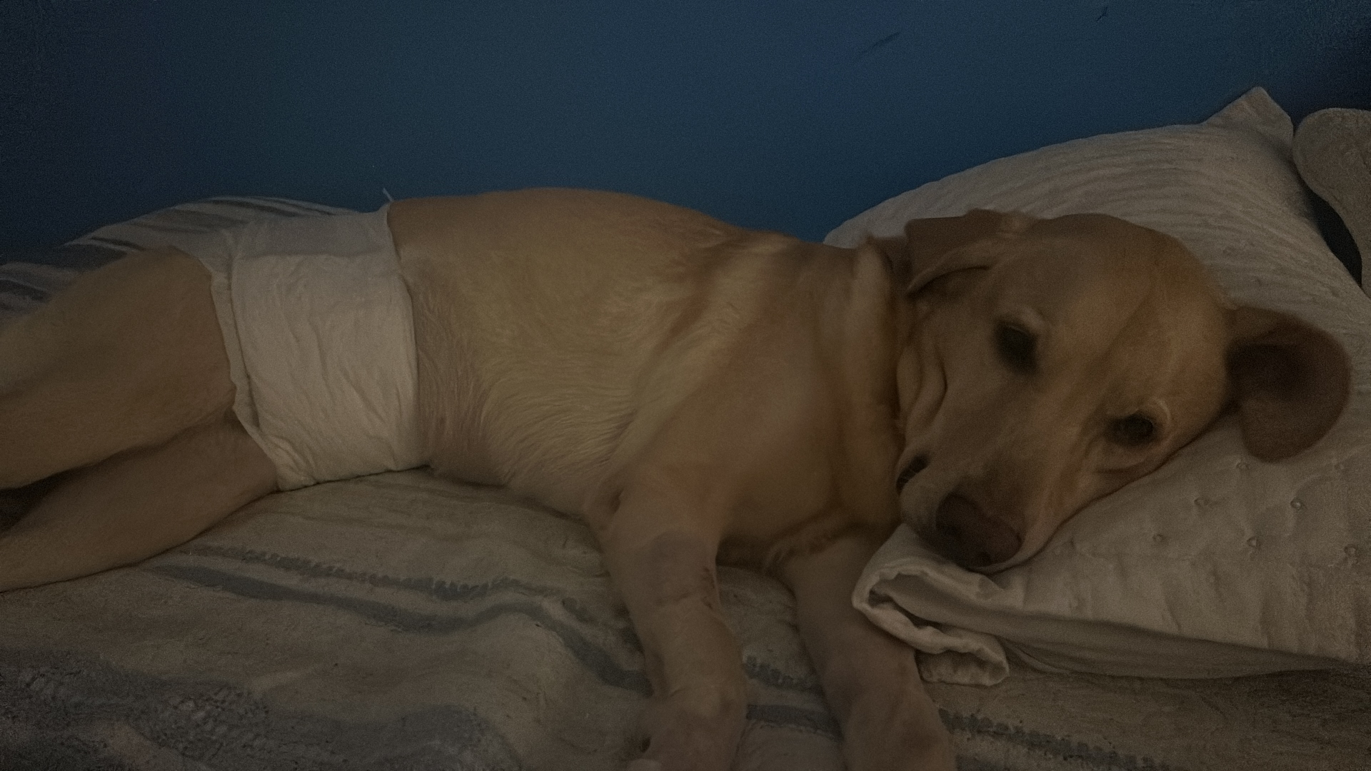 Pipe descansando na cama